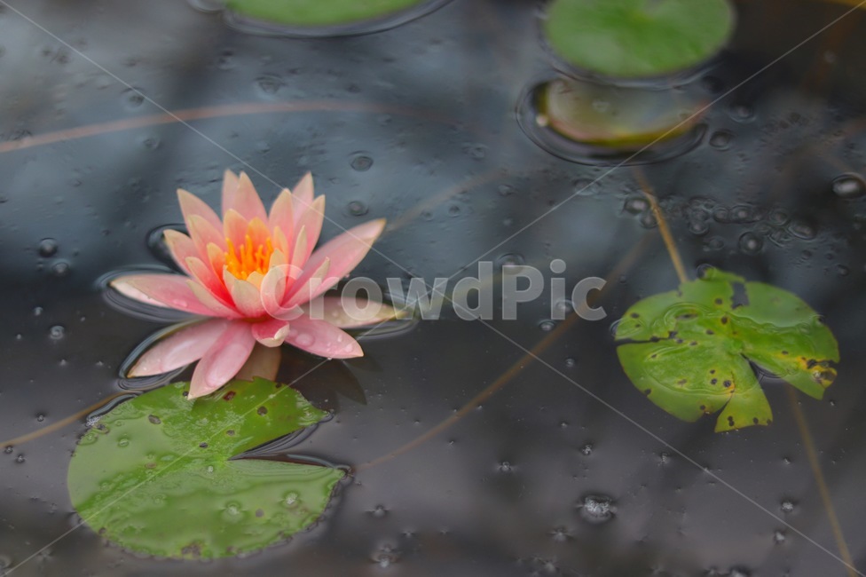 lotus,연꽃,꽃,flower,식물,plant,연못,pond,꽃,flower