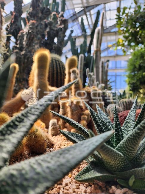 Cactus,small cactus,greenhouse,botanical garden,lumpy cactus