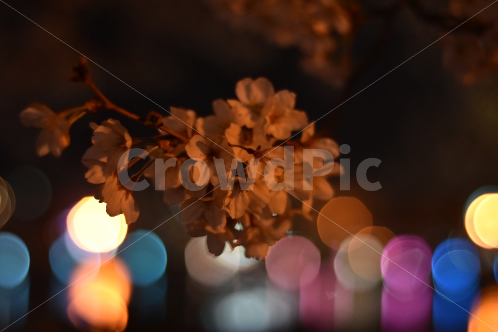 벚꽃,가로수,보케,방울방울,감성사진,봄,계절,spring,season,식물,자연,plants,nature,꽃,flower,감성,sensible,feeling,plant,light,빛,flare,플레어