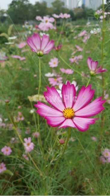 꽃잎,꽃,flower,식물,plant,blossom