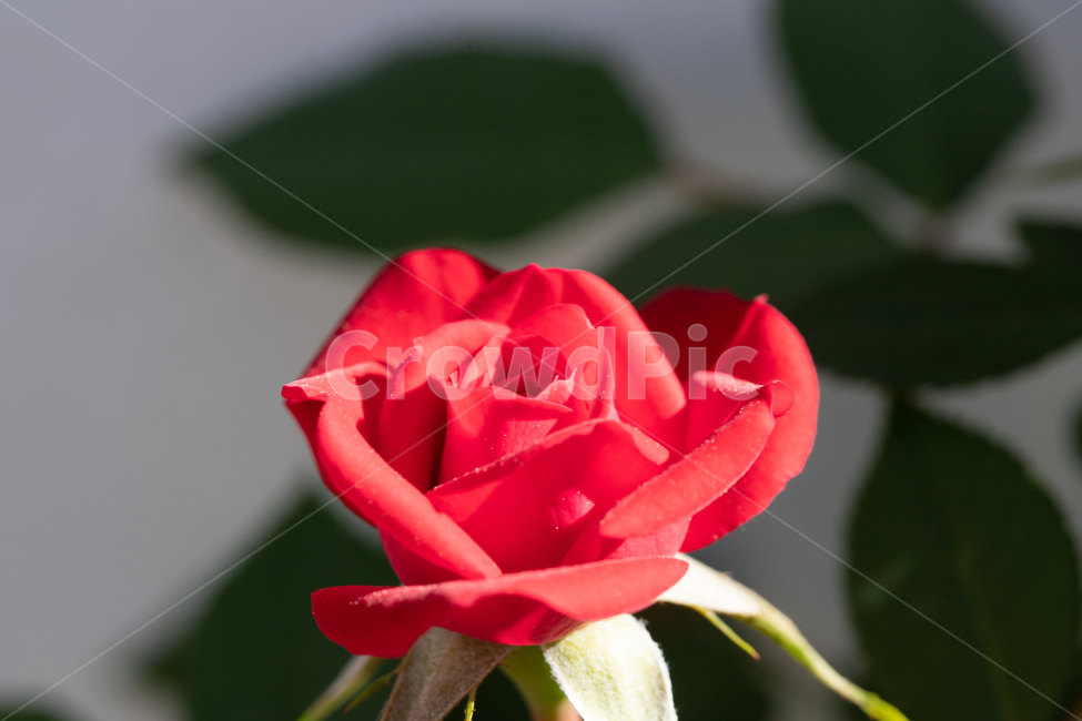 자연,꽃,장미,붉은색,rose,붉은장미,봄,계절,spring,season,식물,자연,plants,nature,꽃,flower,plant,blossom