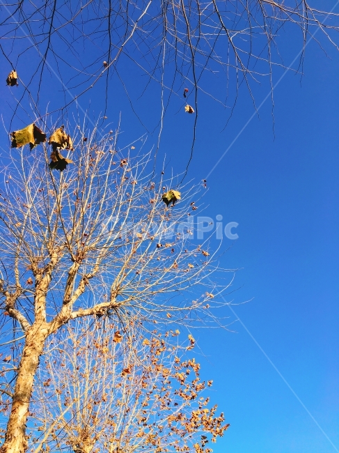 겨울,하늘,낙엽,나무,풍경,겨울,계절,winter,season,식물,자연,plants,nature,나무,trees,wood