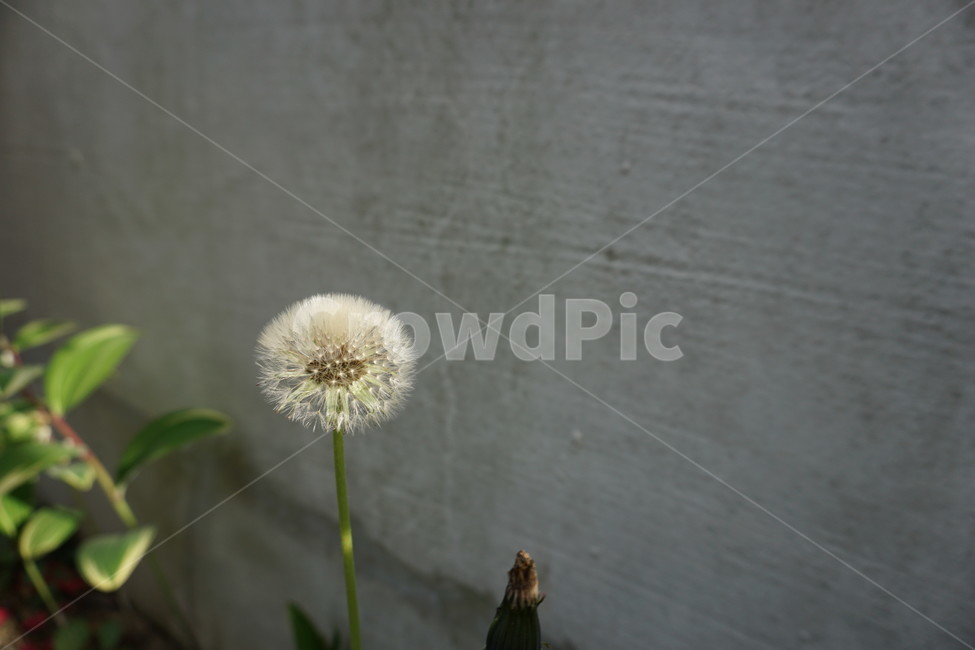 민들레,꽃,민들레꽃씨,식물,dandelion,꽃씨,봄,식물,자연,plants,nature,꽃,flower