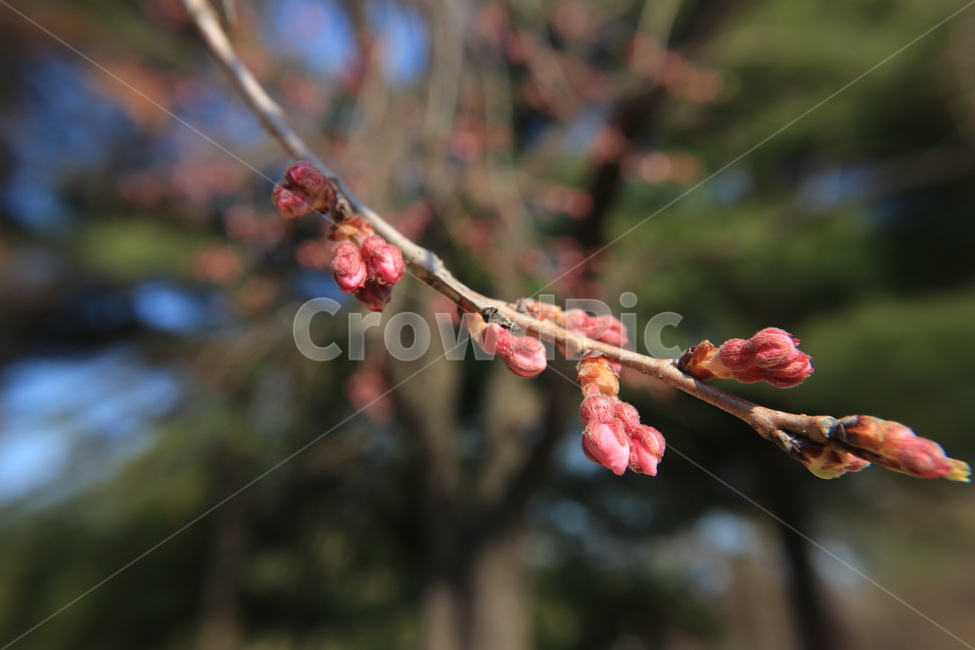 봄,벚꽃,꽃,spring,flower,cherryblossoms,봄,계절,spring,season,식물,자연,plants,nature,꽃,flower,sprout,새싹,bud,싹,blossom,plant