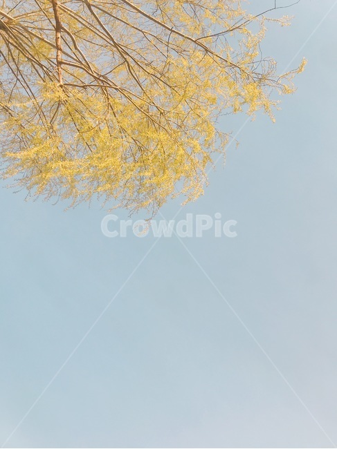 개나리,하늘,나무,가지,식물,봄,계절,spring,season,자연,풍경,nature,landscape