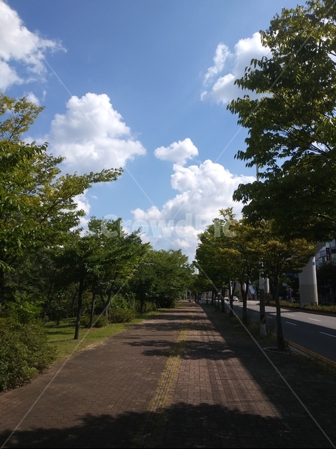 나무,하늘,구름,도로,tree,아스팔트,식물,도시,풍경,city,landscape,plant,road,asphalt