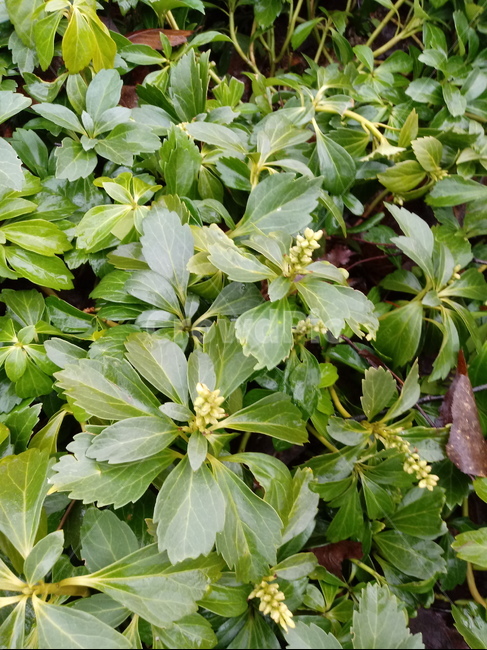 수호초,식물,잎,plant,leaf,秀好草