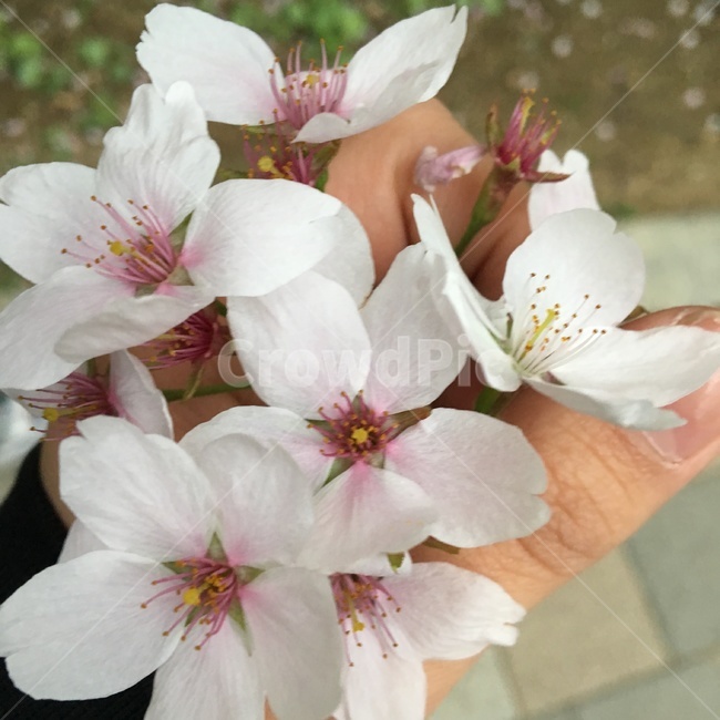꽃,손,꽃잎,봄,꽃다발
