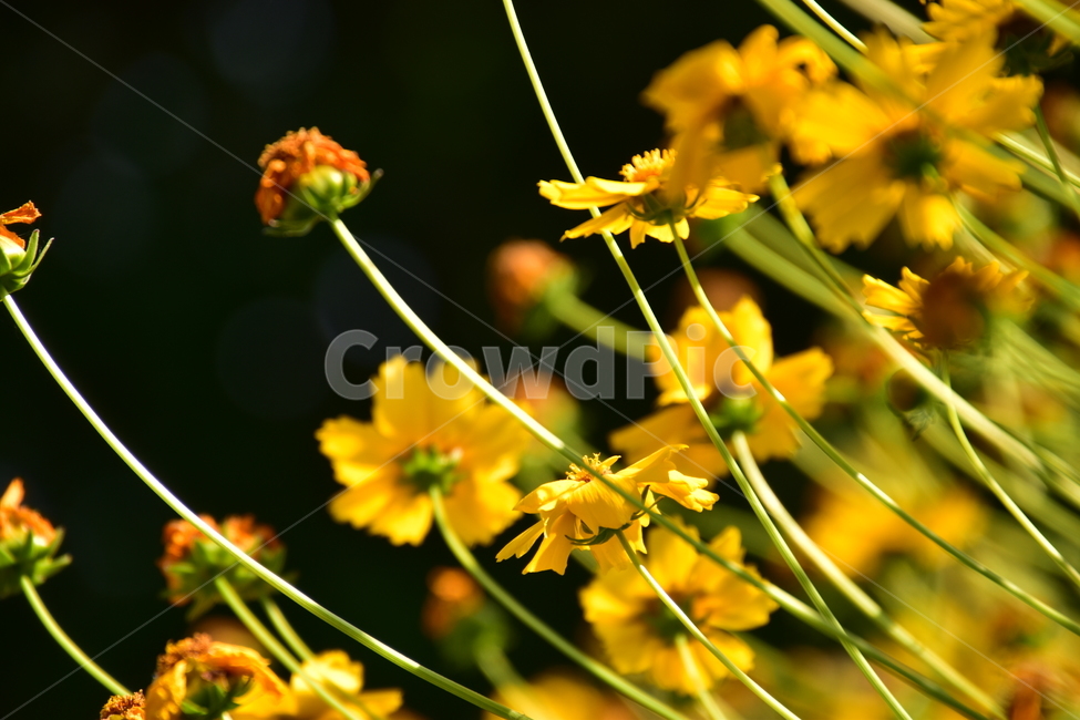 자연,배경,아름다운,꽃,공원,햇살,nature,background,beautiful,flowers,park,sunny,식물,자연,plants,nature,꽃,flower