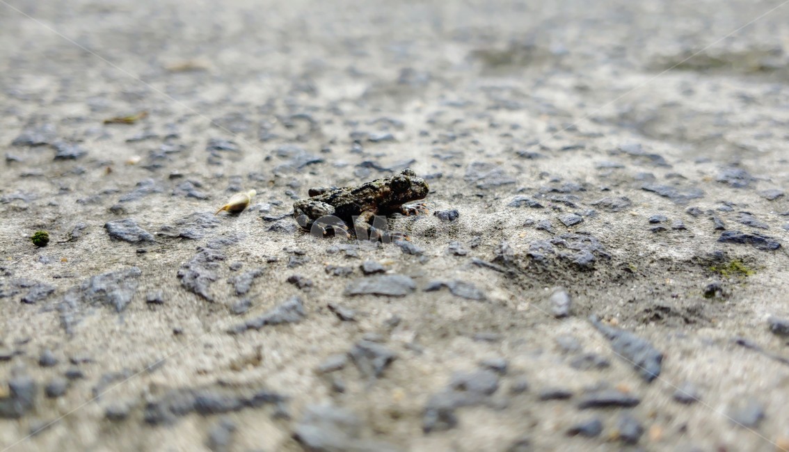 개구리,frog,babyfrog,nature,새끼개구리,작은개구리,leafandfrog