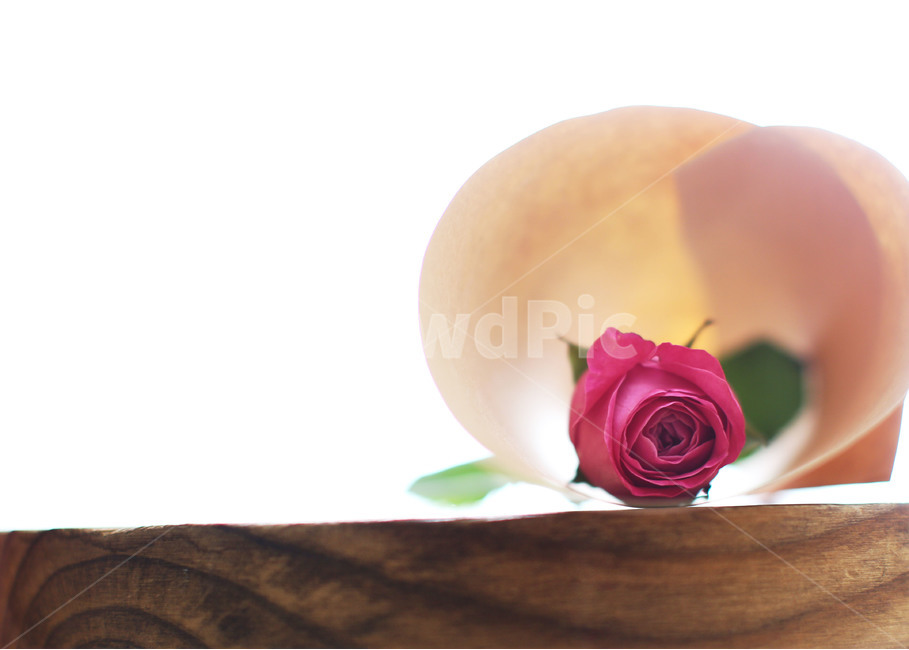 장미,꽃,핑크,감성사진,빛,식물,자연,plants,nature,꽃,flower,기념일,축하,anniversary,congratulation,celebrate,celebration,감성,sensible,feeling