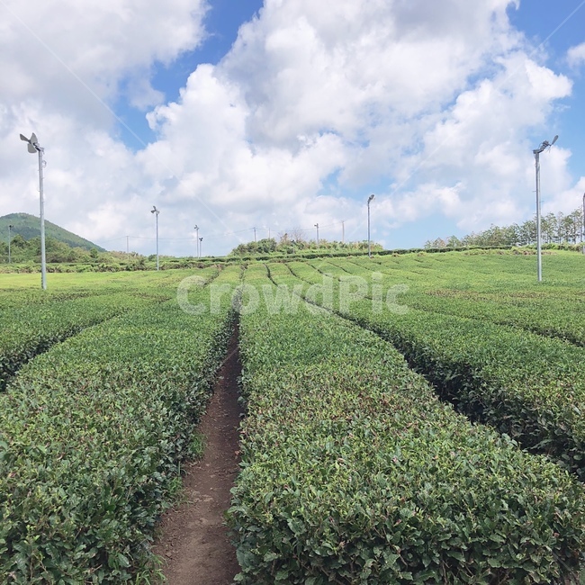 outdoors,옥외,field,들,녹차,greentea,하늘,구름,sky,cloud,제주,자연,풍경,nature,landscape