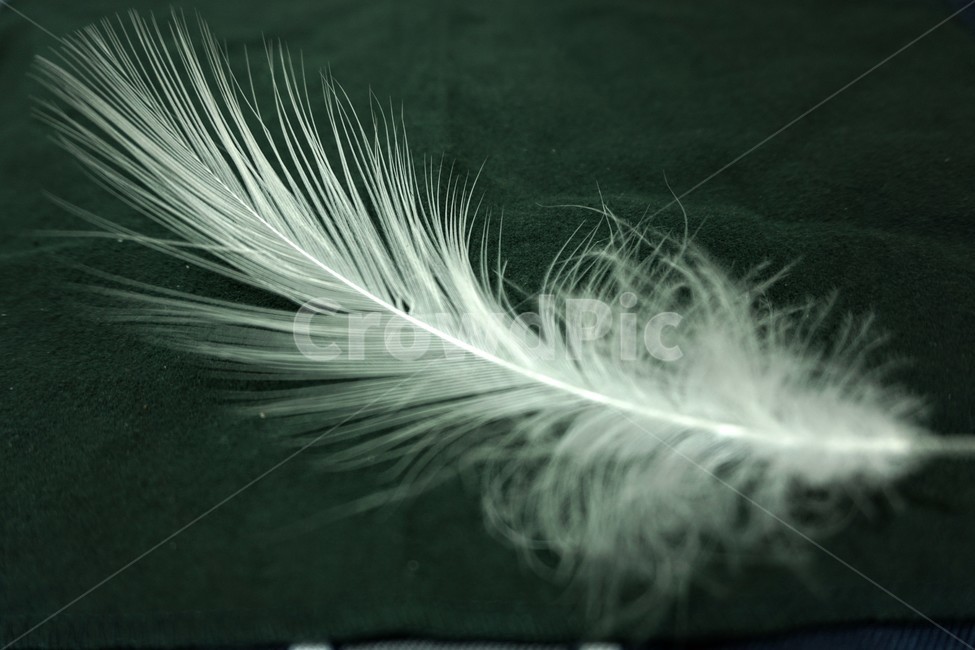 깃털,흰색,새털,배경화면,배경,확대,background,closeup,feather