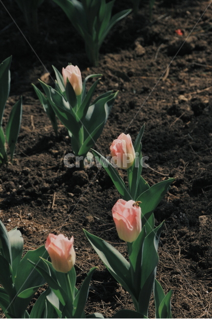 튤립,분홍튤립,봄,꽃,힐링,봄,계절,spring,season,식물,자연,plants,nature,꽃,flower,감성,sensible,feeling,plant,blossom