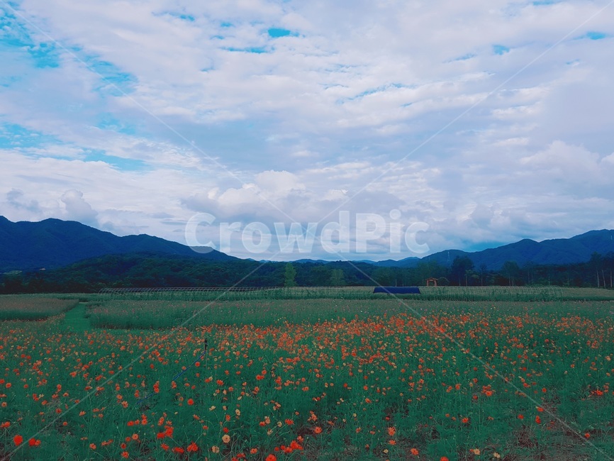 가을,fall,꽃,꽃밭,flower,garden,flowergarden,하늘,sky