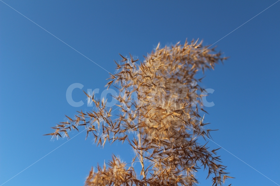 자연,억새풀,가을,하늘,억새,색감,가을,계절,fall,autumn,season,식물,자연,plants,nature,grass,잔디,plant