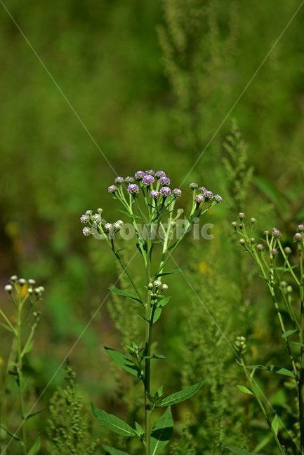각시취,야생화,식물,자연,꽃,생태,힐링,플라워,wildflower,flower,plants,nature,season,감성,느낌,emotion,feeling,여름,초롱꽃목,국화과,취나물속,식물,자연,plants,nature,꽃,flower