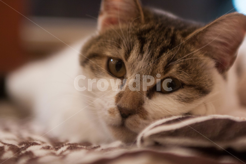 고양이,cat,동물,animal,반려동물,반려묘,고양이카페,catcafe,입양,유기묘,동물,animal,포유류,mammal,고양이,cat,kitten,kitty