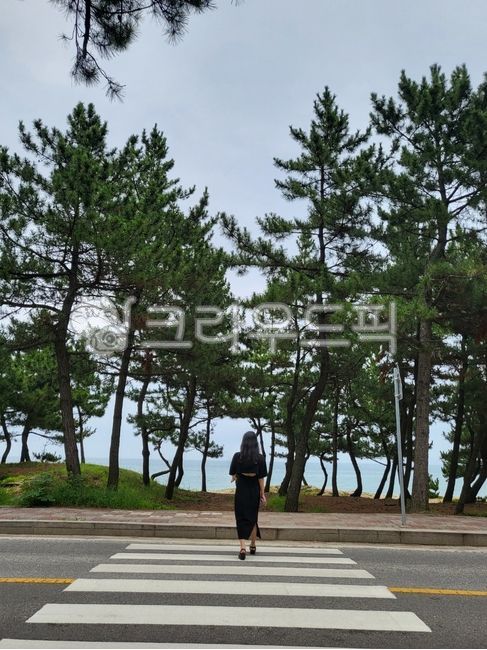 crosswalk,road,beach road,person,walking,road name,tree,pedestrian