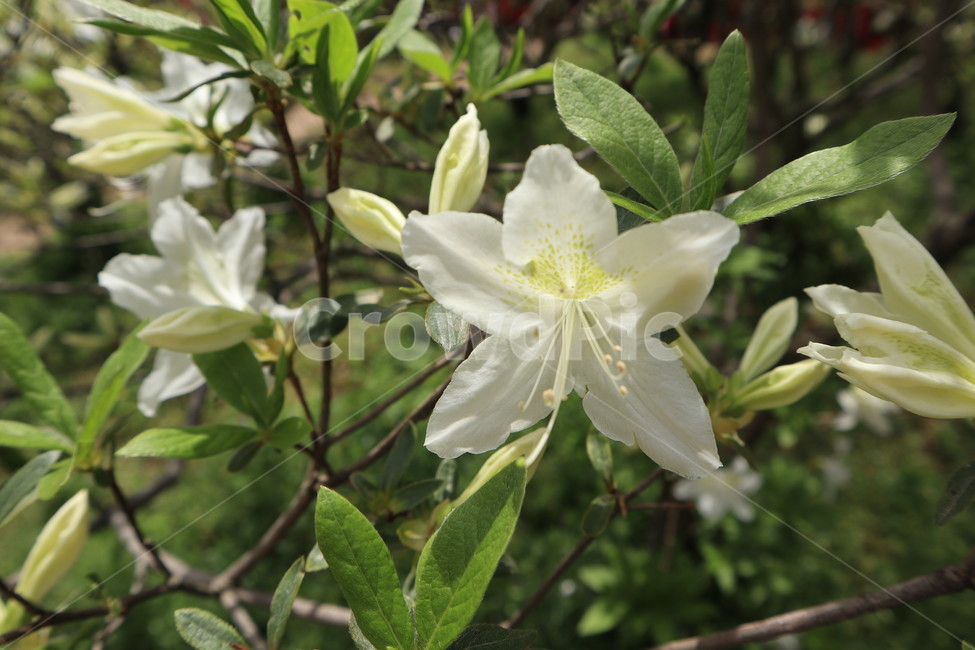 철쭉,흰색,봄,꽃,식물,클로즈업,white,spring,flower