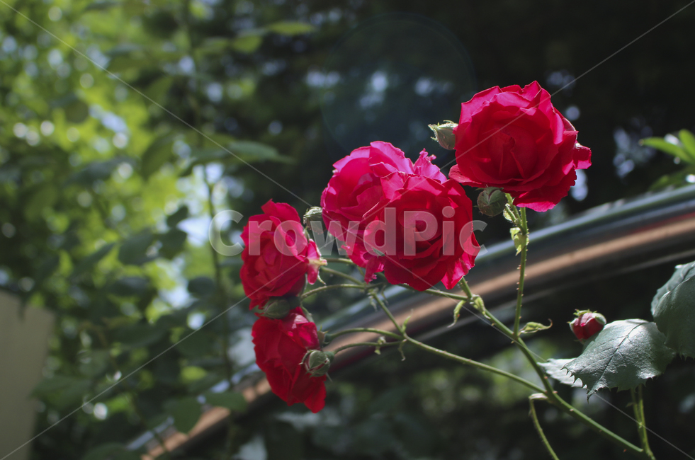 flower,꽃,rose,장미,plant,식물,red,빨간,빨강,빨간장미,redrose