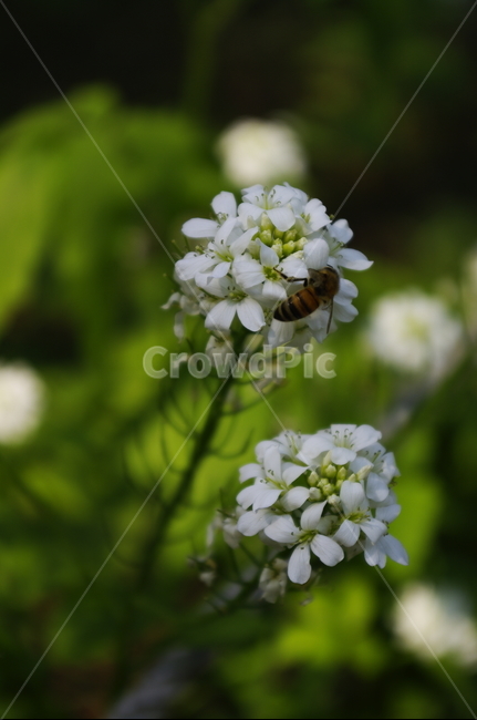 미나리냉이,벌,꽃,flower,계절,봄,spring,식물,plant,자연,nature,식물,자연,plants,nature,꽃,flower