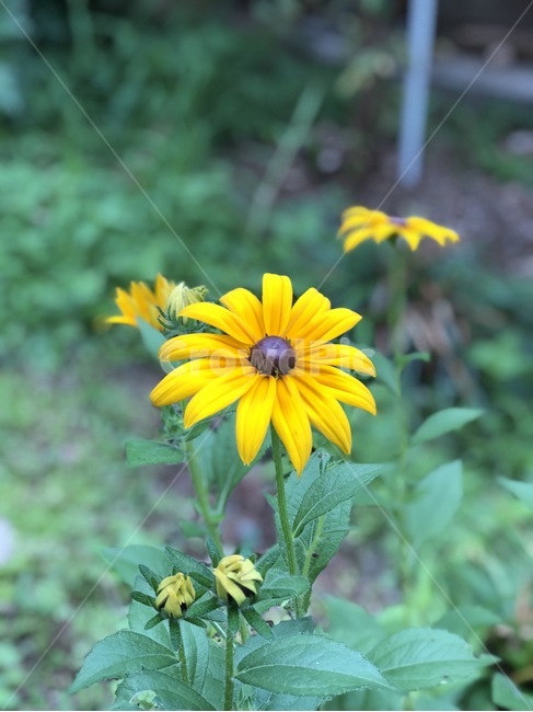 꽃,식물,자연,노랑,초록,flower,plants,nature,yellow,green,hana,shokubutsu,kiiro,midori,식물,자연,plants,nature,꽃,flower