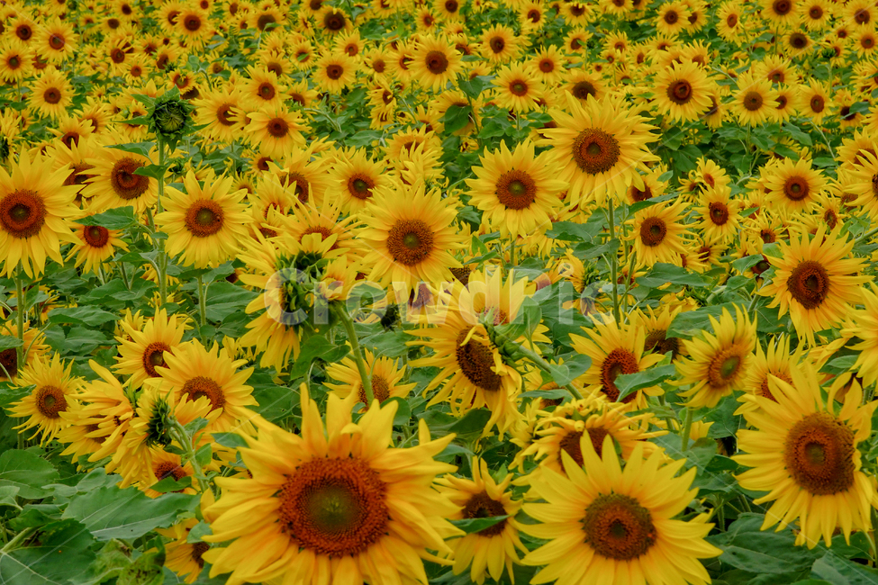 해바라기,복,희망,행운,노란색,태양,꽃,식물,자연,plants,nature,꽃,flower
