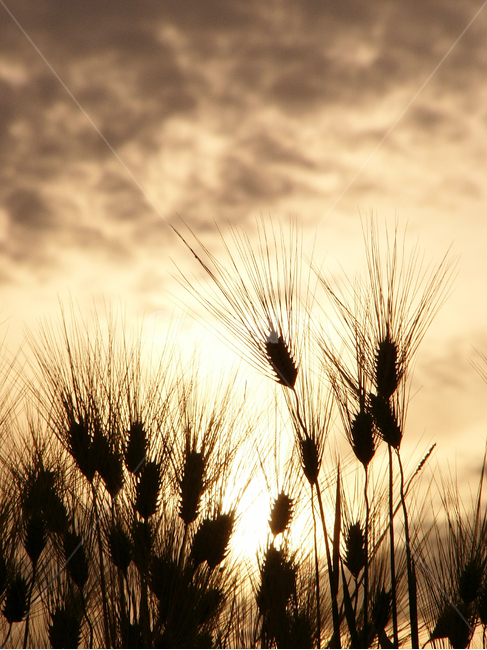 보리,곡식,보리밭,보리쌀,보리재배,보리농사,추수,식물,자연,plants,nature