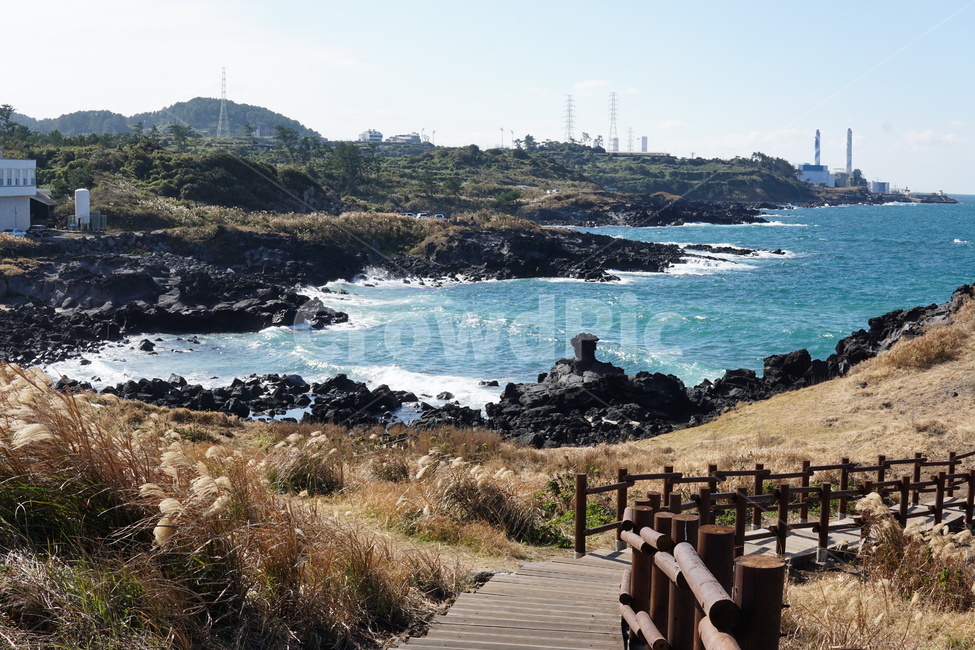 바다,갈대,가을,제주,닭머르,가을,계절,fall,autumn,season,자연,풍경,nature,landscape,한국자연풍경,한국자연경관,korea nature landscape,제주도,jeju,jeju island,promontory,곶