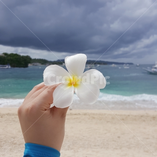 꽃,해변,바다,필리핀,보라카이,힐링,해변,바다,beach,sea,식물,자연,plants,nature,꽃,flower,사람,인물,인간,human,person,신체일부,몸,body