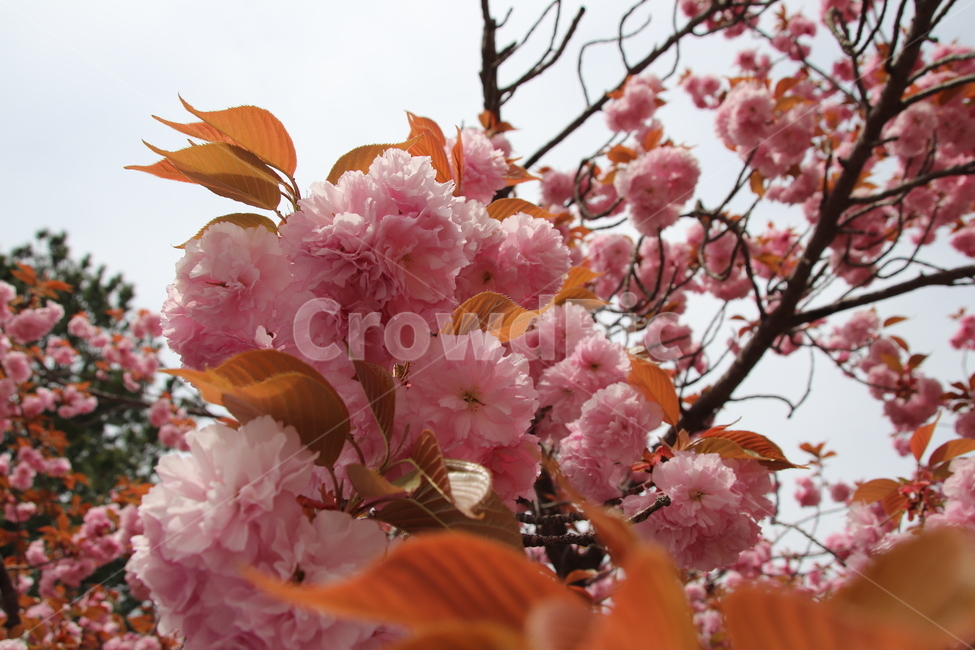 왕벚꽃,겹벚꽃,벚꽃,꽃,자연,봄,계절,spring,season,식물,자연,plants,nature,꽃,flower,plant,blossom,cherry blossom