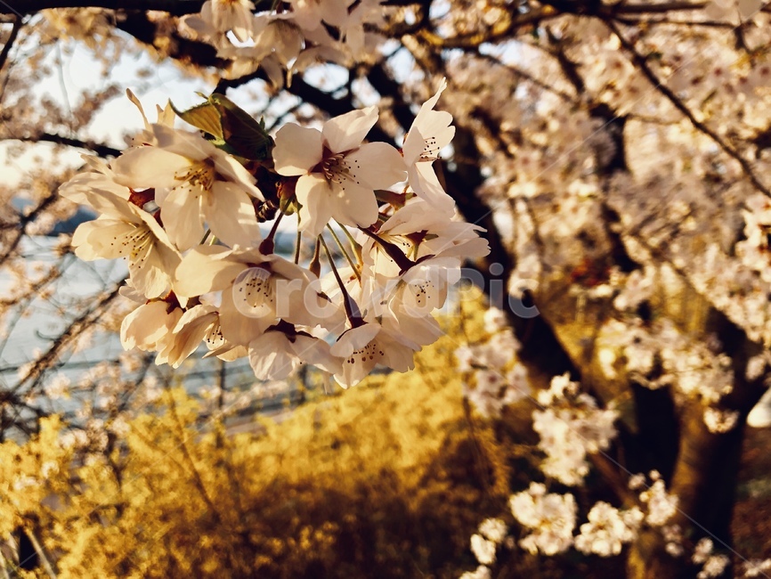 벚꽃,밤벚꽃,곂벚꽃,cherryblossom,blossom,꽃,벚꽃엔딩,flower