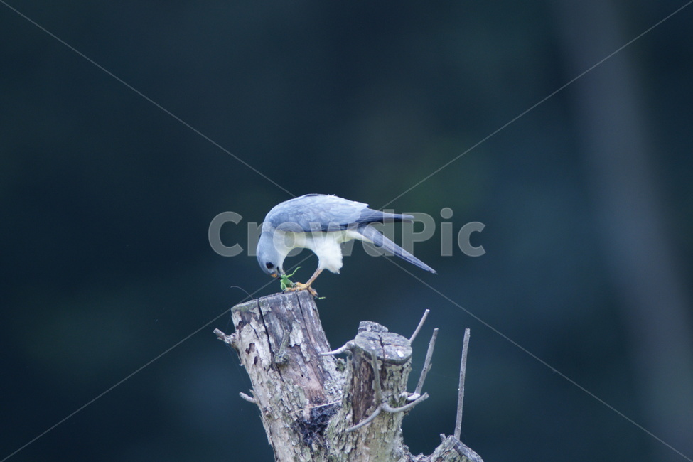붉은배새매,조류,사냥,맹금류,철새,동물,animal,조류,새,birds