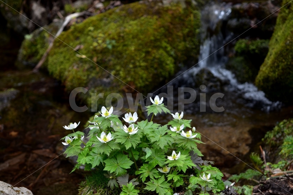 모데미풀,봄,야생화,꽃,청태산,강원도,봄꽃,고산야생화,감성,wildflower,산꽃,봄야생화,계곡,이끼,꽃말,슬픈추억,아쉬움,MegaleranthissaniculifoliaOhwi,금매화아재비,운봉금매화,식물,자연,식생,생태,식물,자연,plants,nature,꽃,flower