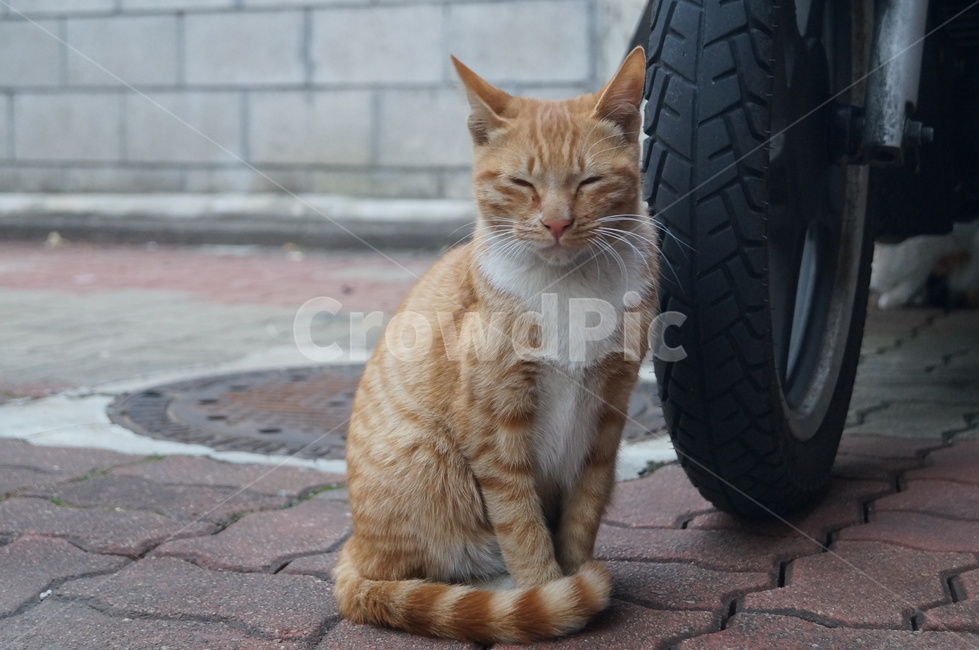 고양이,치즈태비,길고양이,길냥이,숏컷,동물,포유류,동물,animal,포유류,mammal,고양이,cat,kitten,kitty