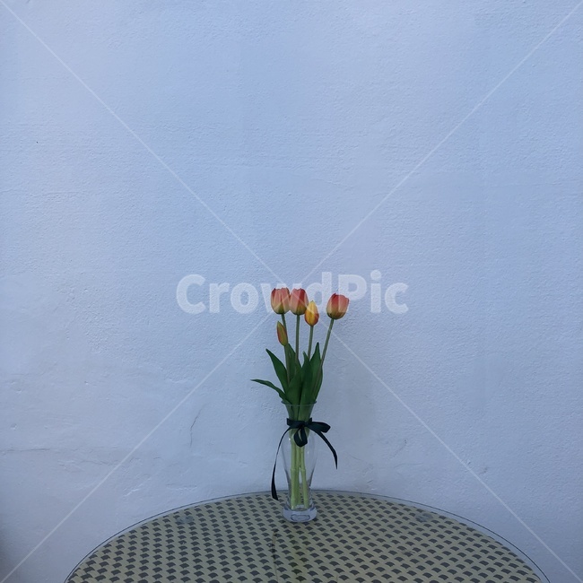꽃심플,감성사진,힐링,색감,자연,빈티지,꽃,튤립,실내용화초,화분,화초,house plant