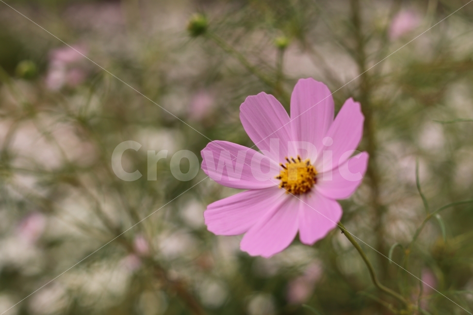 코스모스,cosmos,가을,가을꽃,flower,fall,autumn,캐논200D,canon200D,가을,계절,fall,autumn,season,식물,자연,plants,nature,꽃,flower,감성,sensible,feeling,plant