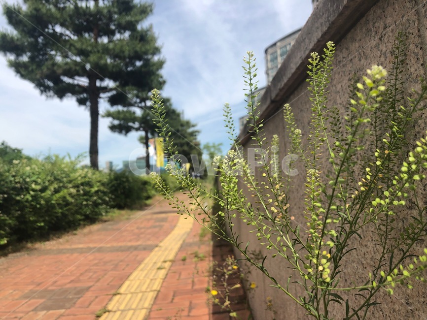 고속도로,멈춤,시선,나홀로,길,들풀