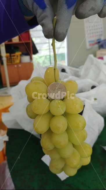 포도,청포도,샤인,샤인머스켓,꿀포도,맛있는포도
