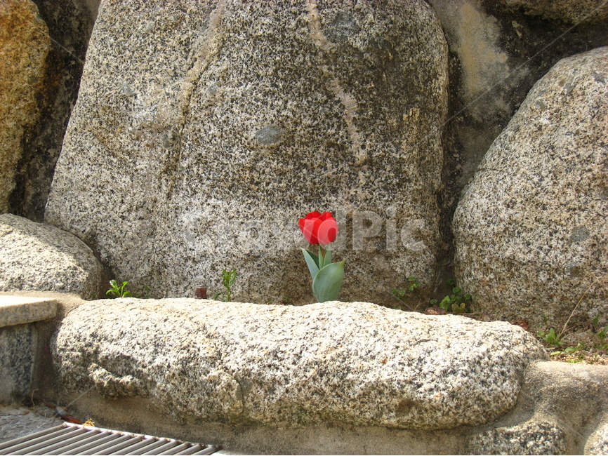 바위,틈,튤립,꽃,빨간꽃,배경,돌,stone,rock,flower,tulip,red,식물,자연,plants,nature,꽃,flower