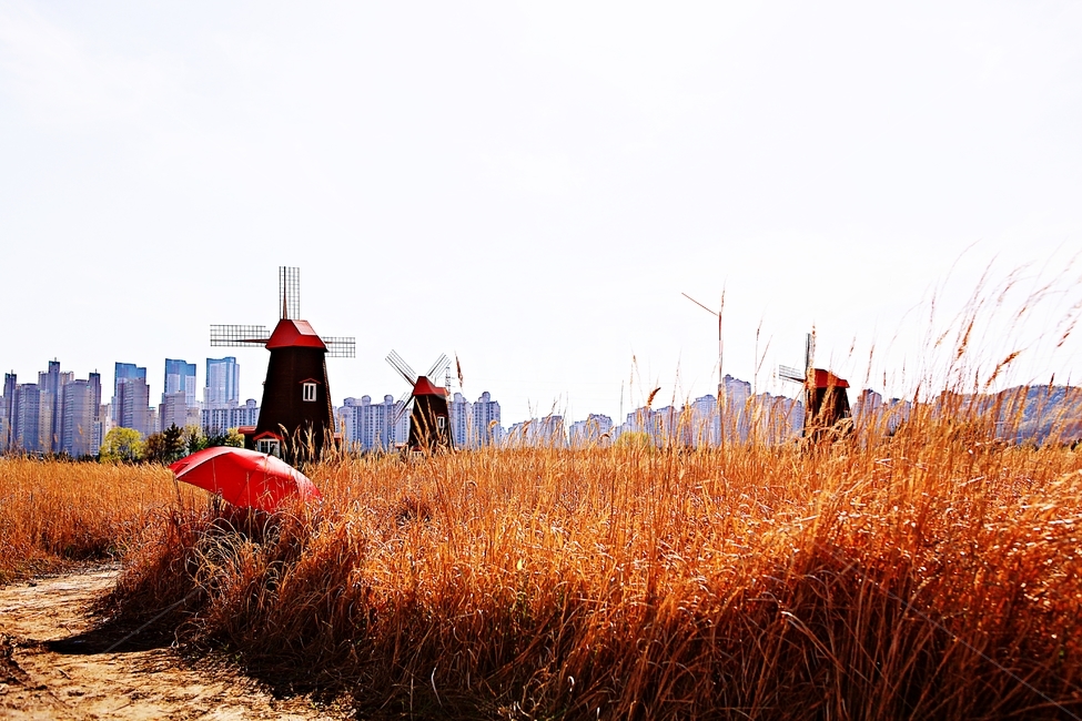 풍차,갈대식물,생태공원,풍경,자연,배경,가을,계절,fall,autumn,season,자연,풍경,nature,landscape,grass,잔디,plant,식물