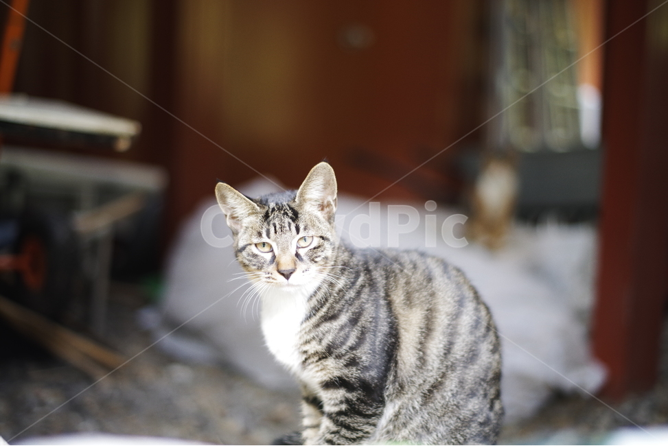 고양이,길고양이,동물,길냥이,애완동물,생명,자연,미묘,야생동물,cat,kitty,kitten,cute,lovely,adorable,pet,animal,streetcat,straycat,wildcat,wild,동물,animal,포유류,mammal,고양이,cat,kitten,kitty