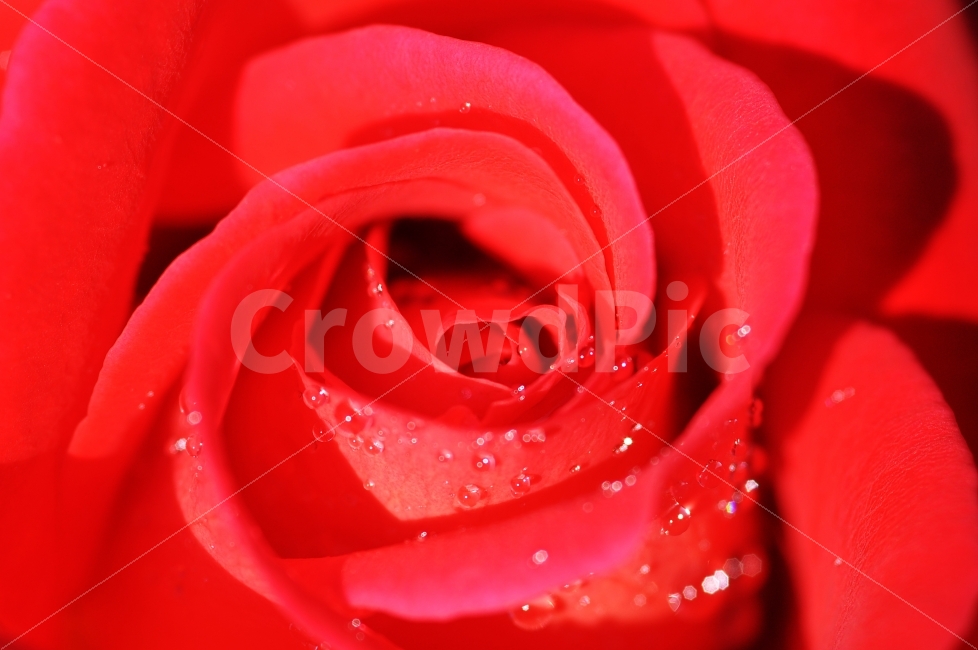 장미,접사,장미꽃잎,접사사진,빨간장미,매크로,Macro,식물,자연,plants,nature,꽃,flower