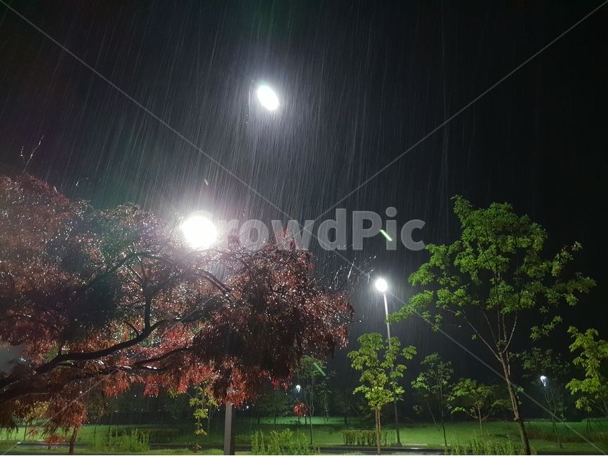 야경,나무,풍경,비,여름,가로등,비,비오는날,rain,rainy