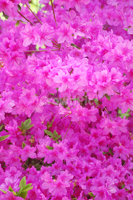 진달래,철죽,봄,꽃,핑크,핑크색,plant,식물,flower,blossom,azalea,spring,pink,식물,자연,plants,nature,꽃,flower