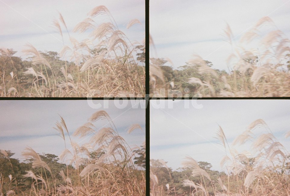 사분할,갈대,하늘,구름,자연,가을,계절,fall,autumn,season,자연,풍경,nature,landscape,grass,잔디,plant,식물,lawn,reed