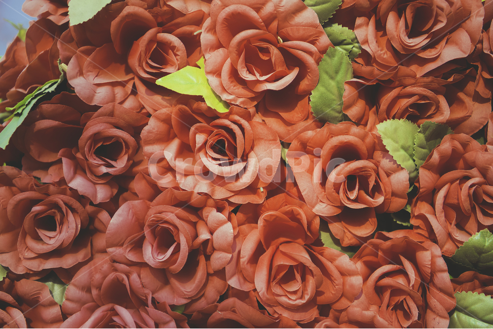 장미,꽃,빨강,빨간색,로즈,봄,여름,6월,flower,rose,사랑,선물,꽃,flower
