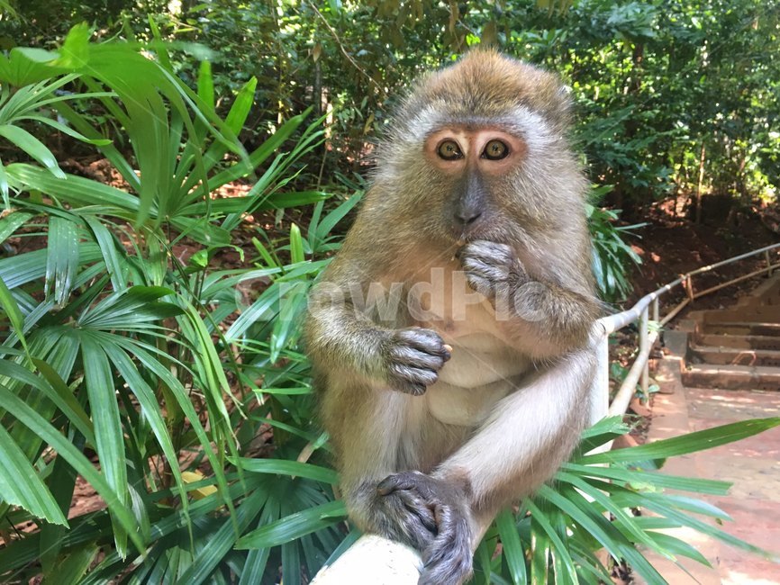 원숭이,야생,자연,산,숲,동물,풀,숲길,등산,소풍,풀잎,먹이,정면,monkey,말레이시아,natural,nature,animal,동물,animal,포유류,mammal