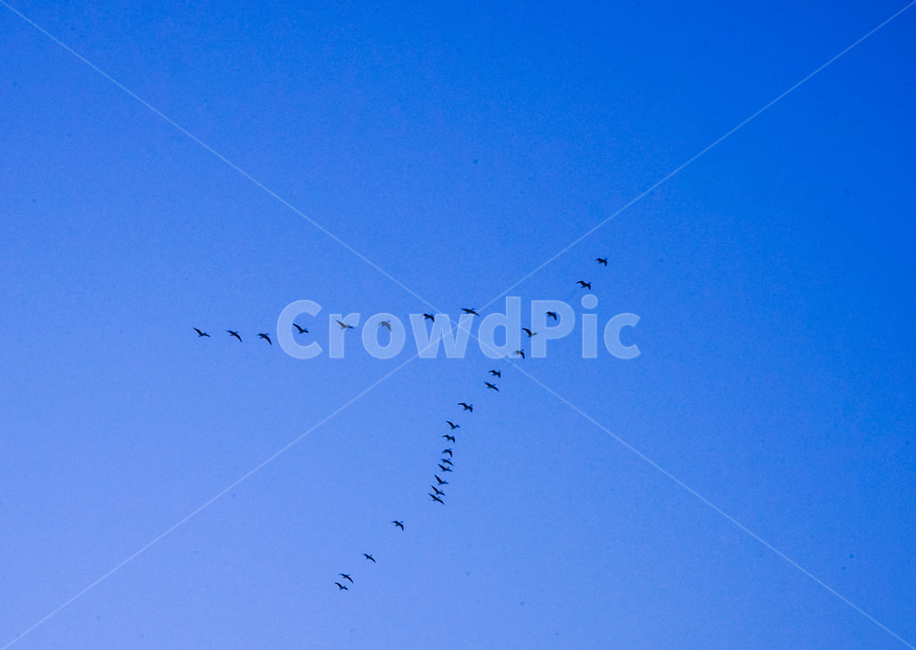 철새,조류,동물,비행,이동,겨울,새떼,새,동물,animal,조류,새,birds